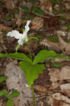 White trillium